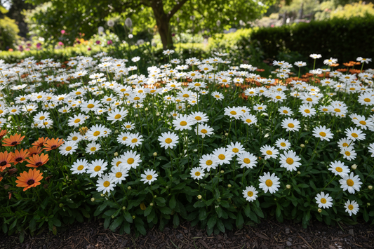 Daisy Delight - Photorealistic Garden
