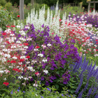 Long Flowering Border Plant Box - Garden Scene